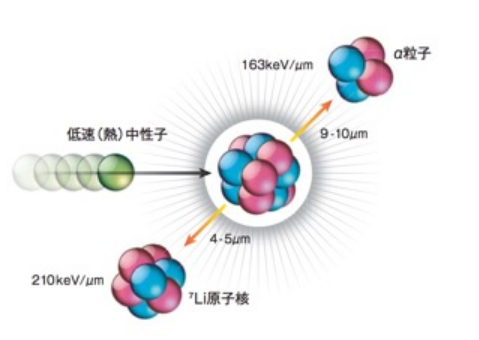 深入了解！！“硼中子俘获疗法（BNCT）”的原理和常见问题，探索癌症治疗的新方向！